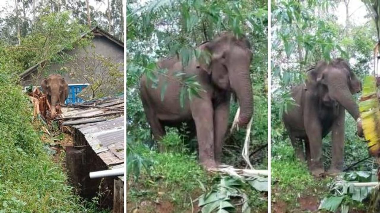 വീടിന് സമീപം കാട്ടാനക്കൂട്ടം, പുറത്തിറങ്ങാന് കഴിയാതെ തൊഴിലാളികള് വീടിന് സമീപം കാട്ടാനക്കൂട്ടം, പുറത്തിറങ്ങാന് കഴിയാതെ തൊഴിലാളികള്
