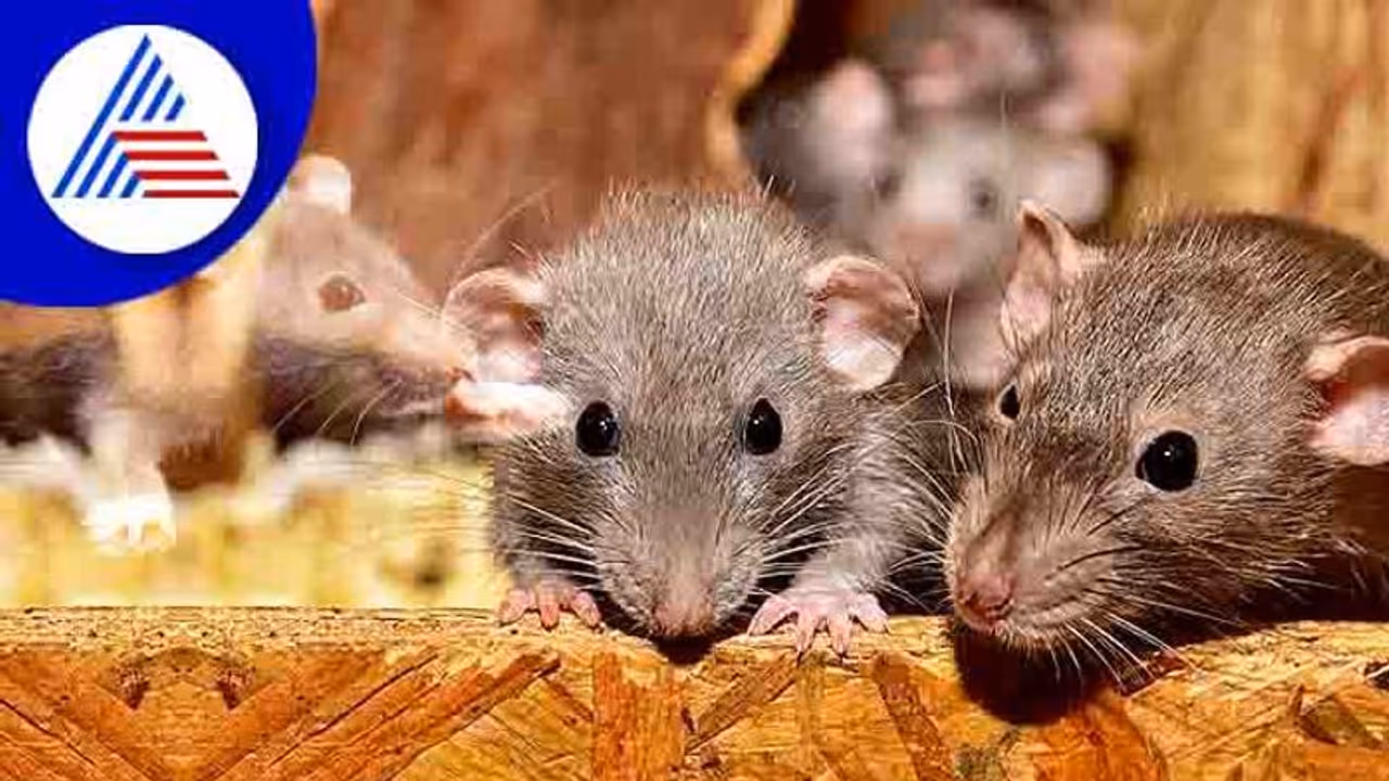 ఎలుక ముక్కు కొరికడంతో 40 రోజుల చిన్నారి మృతి ఎలుక ముక్కు కొరికడంతో 40 రోజుల చిన్నారి మృతి