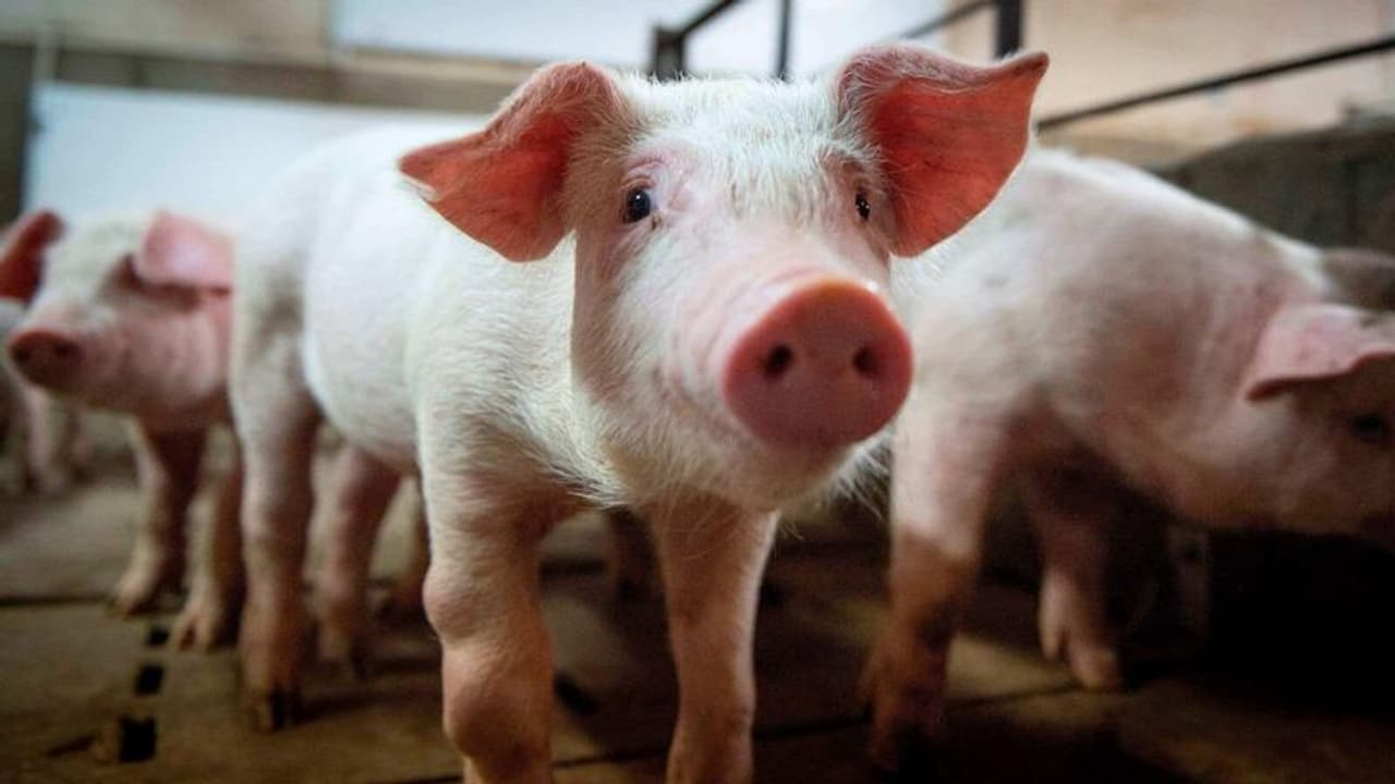 കോട്ടയത്ത് ആഫ്രിക്കൻ പന്നിപ്പനി സ്ഥിരീകരിച്ചു, പ്രദേശത്ത് പന്നിയിറച്ചി വിൽപ്പനക്ക് നിരോധനം 