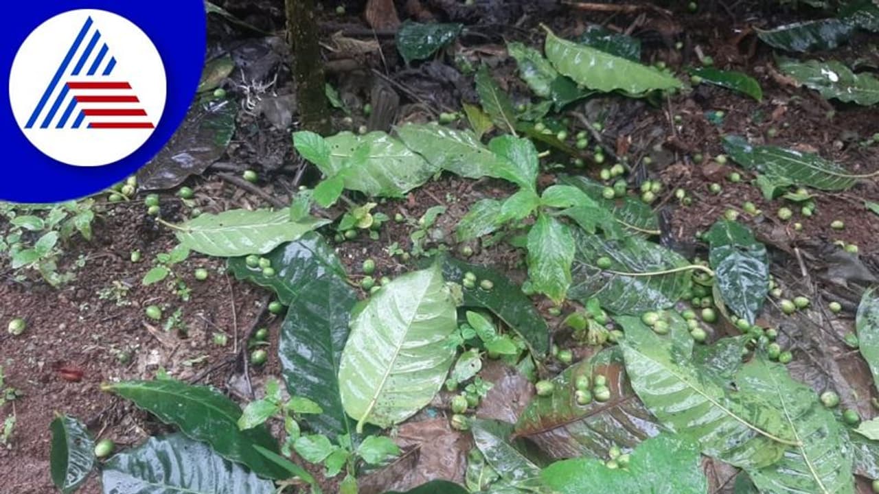 Chikkamagaluru: ಧಾರಾಕಾರ ಮಳೆಗೆ ನೆಲಕಚ್ಚಿದ ಕಾಫಿ, ಅಡಿಕೆ, ಕಾಳು ಮೆಣಸಿನ ಬೆಳೆಗಳು! Chikkamagaluru: ಧಾರಾಕಾರ ಮಳೆಗೆ ನೆಲಕಚ್ಚಿದ ಕಾಫಿ, ಅಡಿಕೆ, ಕಾಳು ಮೆಣಸಿನ ಬೆಳೆಗಳು!