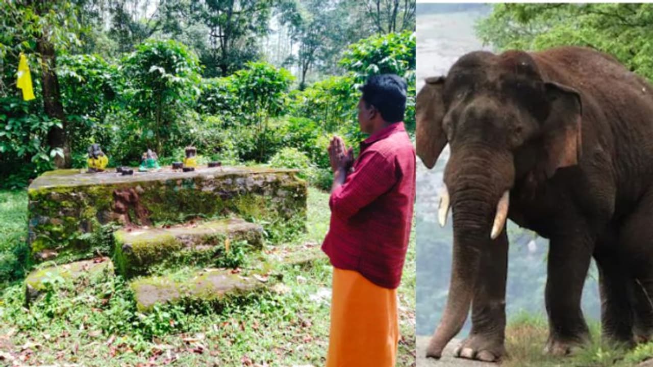 തുമ്പിക്കൈയിലൊതുക്കി 'ഗണപതി'യെ കാട്ടാനകൾ കൊണ്ടുപോകും; കാട്ടിനുള്ളിൽ നിന്ന് പലതവണ തിരിച്ചെത്തിച്ച് ഗവി വാസികൾ