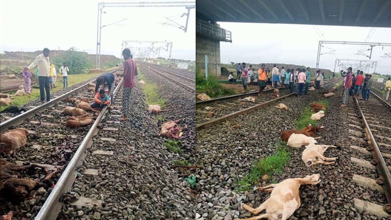 ಮಳೆಯಿಂದ ತಪ್ಪಿಸಿಕೊಳ್ಳಲು ಆಸರೆಗೆ ನಿಂತ ಕುರಿಗಳ ಮೇಲೆ ಹರಿದ ರೈಲು, 96 ಕುರಿ ಸಾವು ಮಳೆಯಿಂದ ತಪ್ಪಿಸಿಕೊಳ್ಳಲು ಆಸರೆಗೆ ನಿಂತ ಕುರಿಗಳ ಮೇಲೆ ಹರಿದ ರೈಲು, 96 ಕುರಿ ಸಾವು