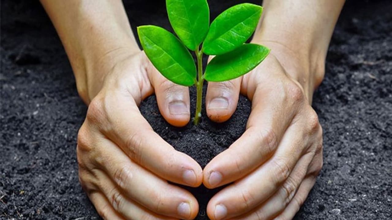 Sawan 2022: होना चाहते हैं मालामाल तो सावन लगाएं ये 5 पौधे, मिलेगा छोटे उपाय का बड़ा फायदा Sawan 2022: होना चाहते हैं मालामाल तो सावन लगाएं ये 5 पौधे, मिलेगा छोटे उपाय का बड़ा फायदा