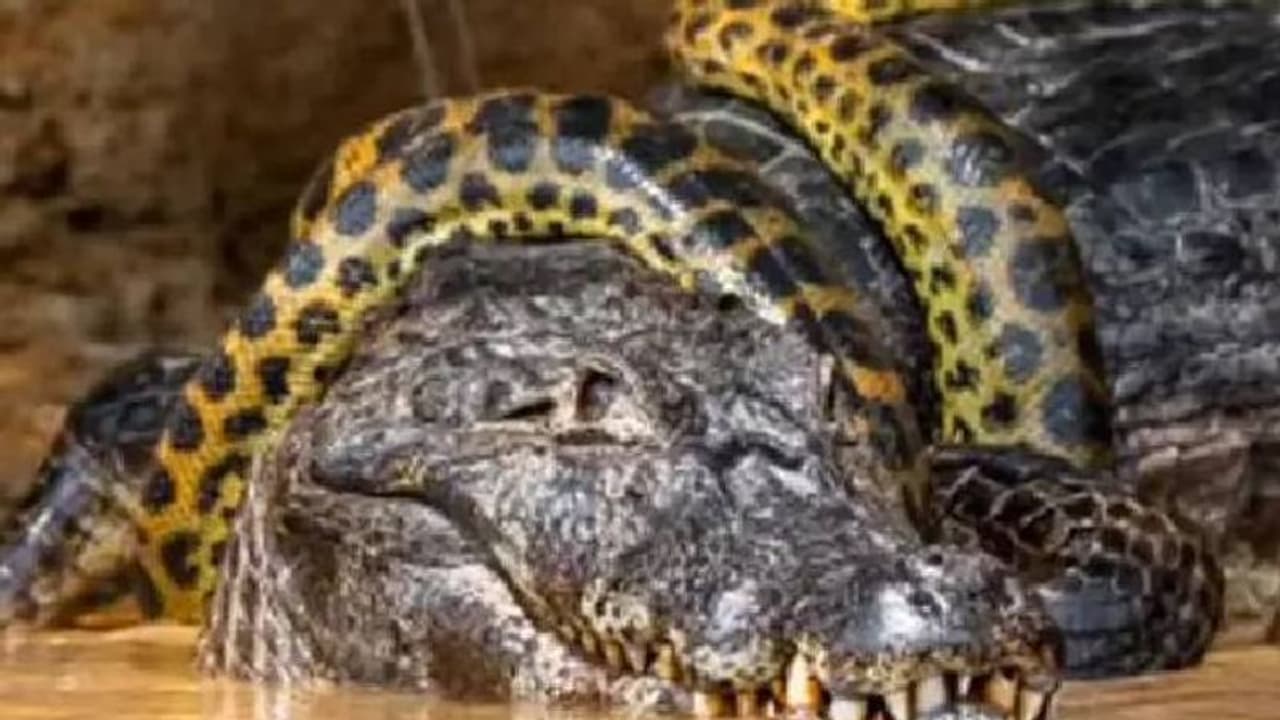 മുതലയും അനക്കോണ്ടയും തമ്മിലൊരു ജീവൻമരണ പോരാട്ടം, വൈറലായി വീഡിയോ മുതലയും അനക്കോണ്ടയും തമ്മിലൊരു ജീവൻമരണ പോരാട്ടം, വൈറലായി വീഡിയോ