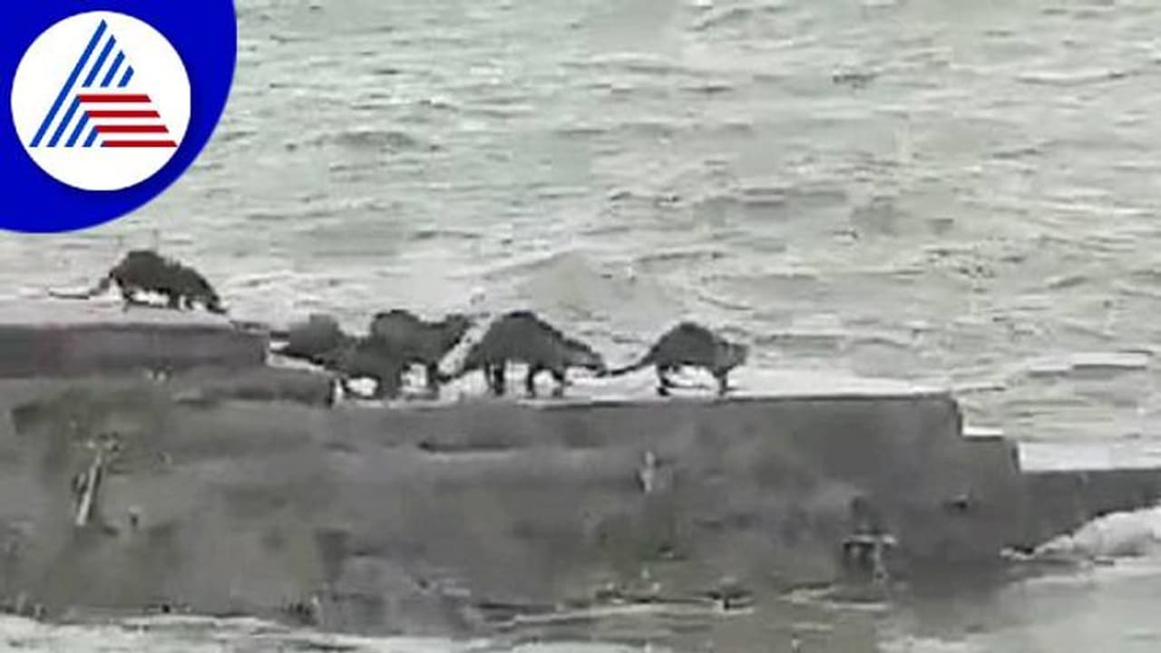 ಕೊಪ್ಪಳ: ತುಂಗಭದ್ರಾ ನದಿಯಲ್ಲಿ ನೀರುನಾಯಿಗಳ ಚೆಲ್ಲಾಟ