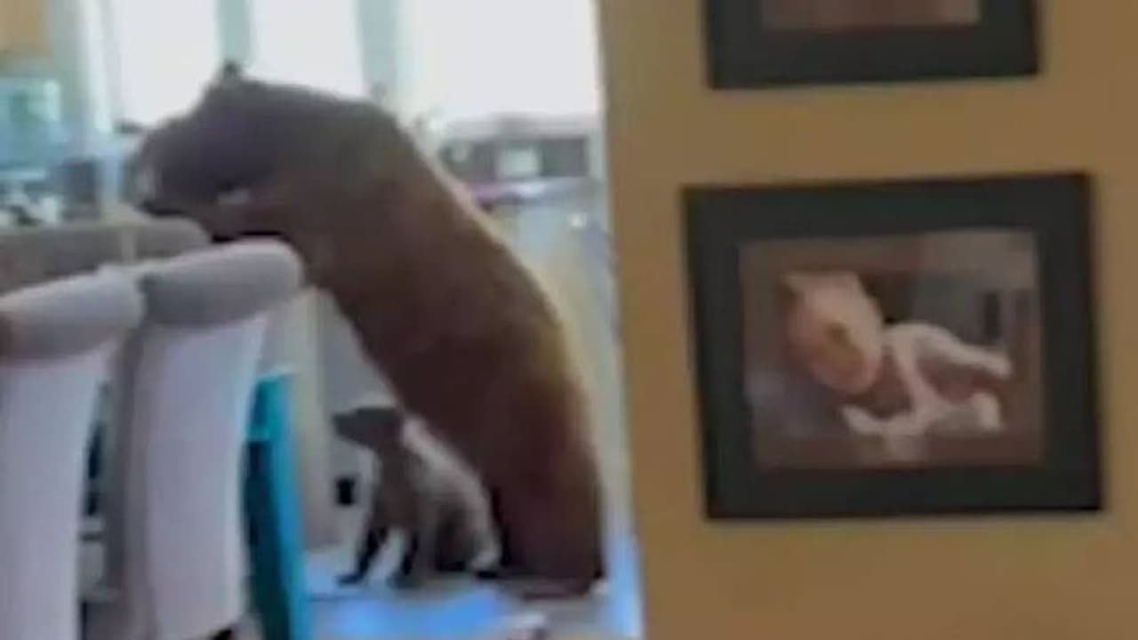 വീട്ടിൽ അതിക്രമിച്ച് കയറി മുഴുവൻ ഡോനട്ടും കഴിച്ച് തീർത്ത് അമ്മക്കരടിയും കുഞ്ഞും! വീട്ടിൽ അതിക്രമിച്ച് കയറി മുഴുവൻ ഡോനട്ടും കഴിച്ച് തീർത്ത് അമ്മക്കരടിയും കുഞ്ഞും!