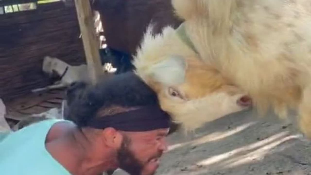 इस शख्स ने बकरे से पंगा ले तो लिया.. मगर देखिए क्या हाल हुआ उसका, 52 लाख बार देखा गया वीडियो