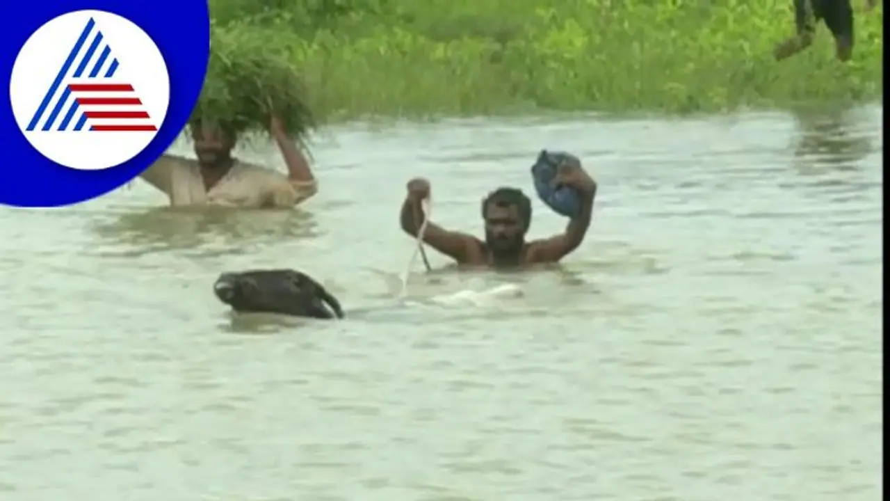 Haveri Rains; ಆಳೆತ್ತರದ ನೀರಲ್ಲಿ ಪರದಾಟ, ಜೀವ ಪಣಕ್ಕಿಟ್ಟು ರೈತರ ಹೋರಾಟ