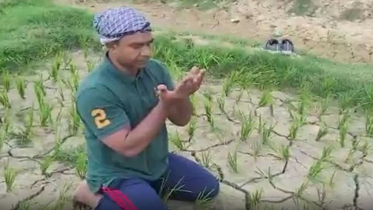 बारिश न होने की वजह से महराजगंज जिला सूखे की कगार पर, सभासद ने खेत में पहुंच इस तरह मांगी दुआ बारिश न होने की वजह से महराजगंज जिला सूखे की कगार पर, सभासद ने खेत में पहुंच इस तरह मांगी दुआ