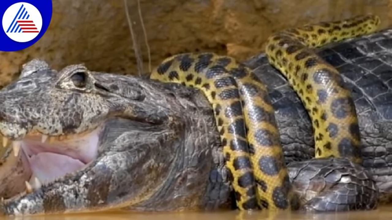 ಅನಕೊಂಡ, ಮೊಸಳೆಯ ನಡುವೆ ಬೃಹತ್ ಹೋರಾಟ: ಗೆದ್ದವರಾರು video viral 