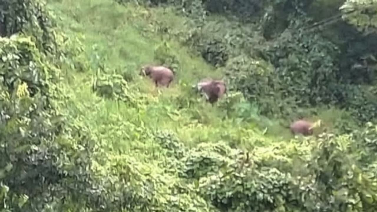  കാട്ടാന ശല്യം: ആറളം ഗവ.ഹയര്‍ സെക്കണ്ടറി സ്കൂളിന് അവധി പ്രഖ്യാപിച്ചു