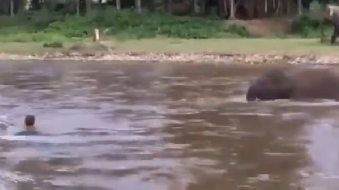 Elephant Video : മുങ്ങിത്താഴുന്നയാളെ ഓടിവന്ന് രക്ഷപ്പെടുത്തുന്ന കുട്ടിയാന; വീണ്ടും വൈറലായി വീഡിയോ 