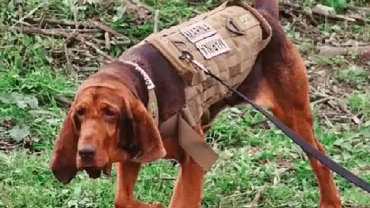 പിടികിട്ടാപ്പുള്ളിയായിരുന്ന മയക്കുമരുന്ന് മാഫിയ തലവനെ പിടികൂടാൻ സഹായിച്ച നായ, ഹീറോയായി മാക്സ് പിടികിട്ടാപ്പുള്ളിയായിരുന്ന മയക്കുമരുന്ന് മാഫിയ തലവനെ പിടികൂടാൻ സഹായിച്ച നായ, ഹീറോയായി മാക്സ്