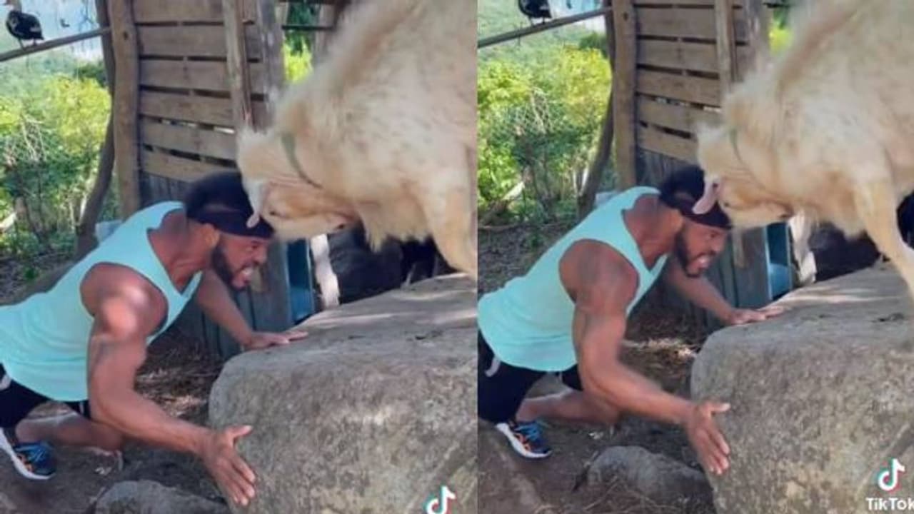 സ്ട്രോങ്ങാവാൻ ആടുമായി പോരാട്ടം, മുട്ടൻ പണിയാവരുതെന്ന് സോഷ്യൽ മീഡിയ 