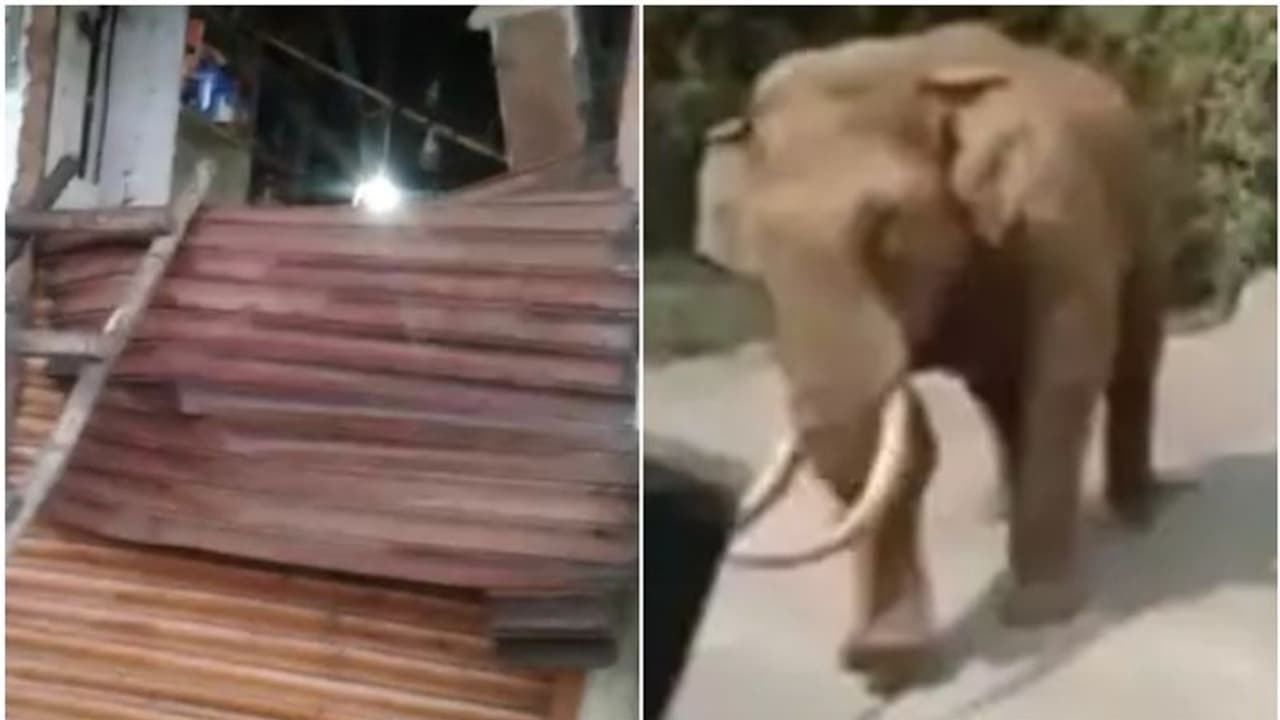 പടയപ്പേ... എന്തിനീ ക്രൂരത? പെട്ടിക്കട തകര്‍ത്തത് രണ്ടാം വട്ടം, ബ്രഡും മിഠായിയും അകത്താക്കി കാട്ടാന