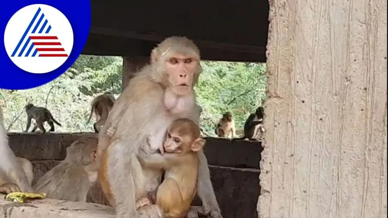 4 ತಿಂಗಳ ಮಗುವನ್ನು ಕಟ್ಟಡದಿಂದ ಕೆಳಗೆಸೆದು ಕೊಂದ ಕೋತಿ