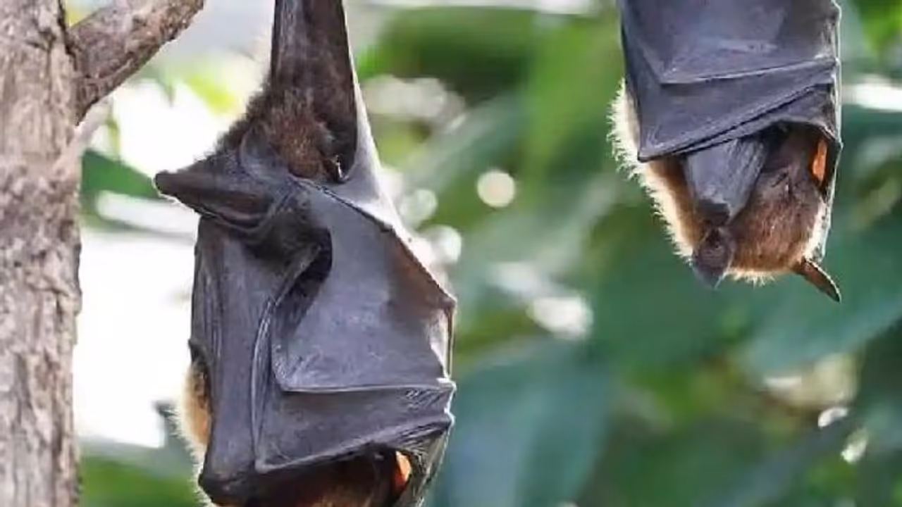 Marburg Virus : എബോള പോലെ അപകടകാരിയായ 'മാര്‍ബര്‍ഗ്' വൈറസ് 2 പേരില്‍ സ്ഥിരീകരിച്ചു