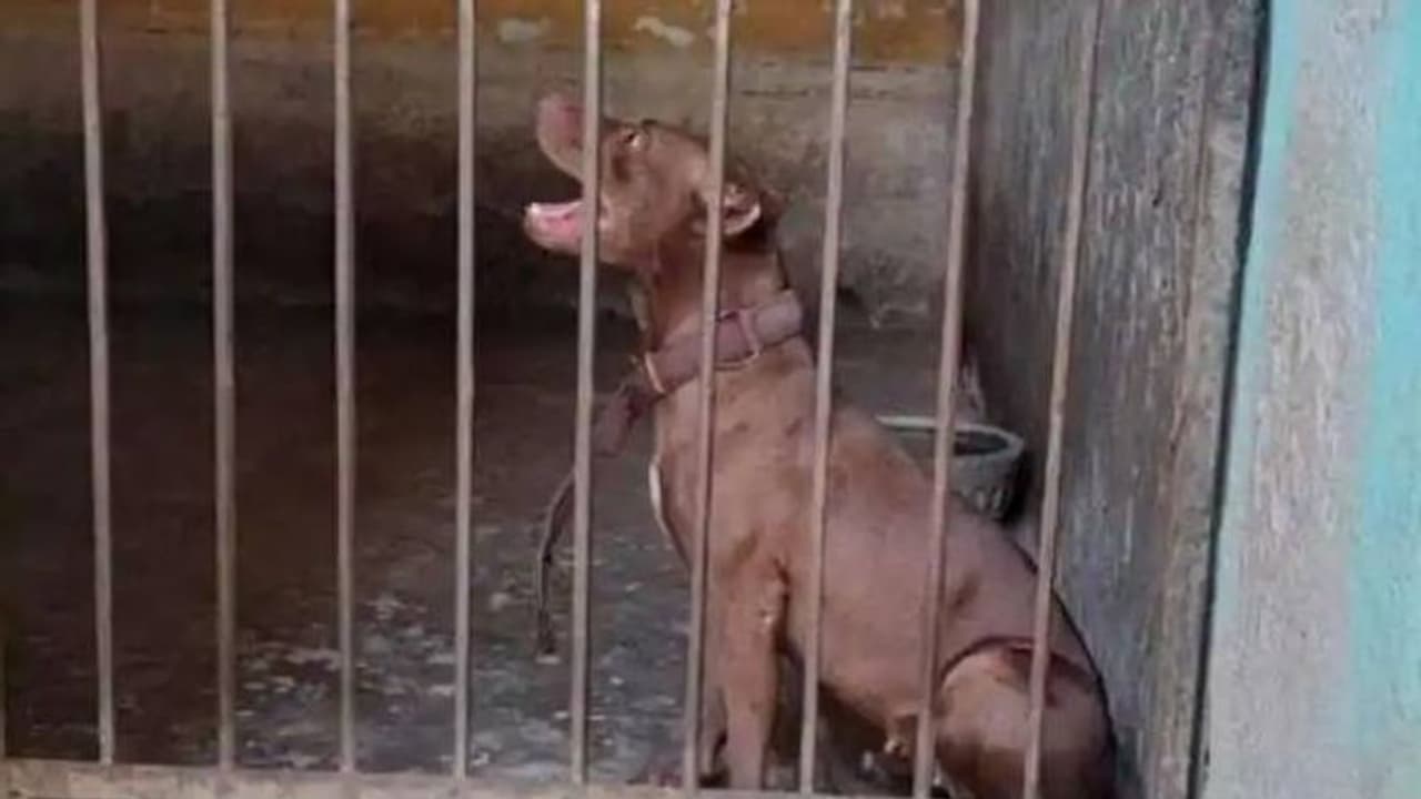 വളർത്തുനായയുടെ ആക്രമണം, സ്ത്രീ മരിച്ചു, പിറ്റ് ബുൾ അപകടകാരിയോ വളർത്തുനായയുടെ ആക്രമണം, സ്ത്രീ മരിച്ചു, പിറ്റ് ബുൾ അപകടകാരിയോ