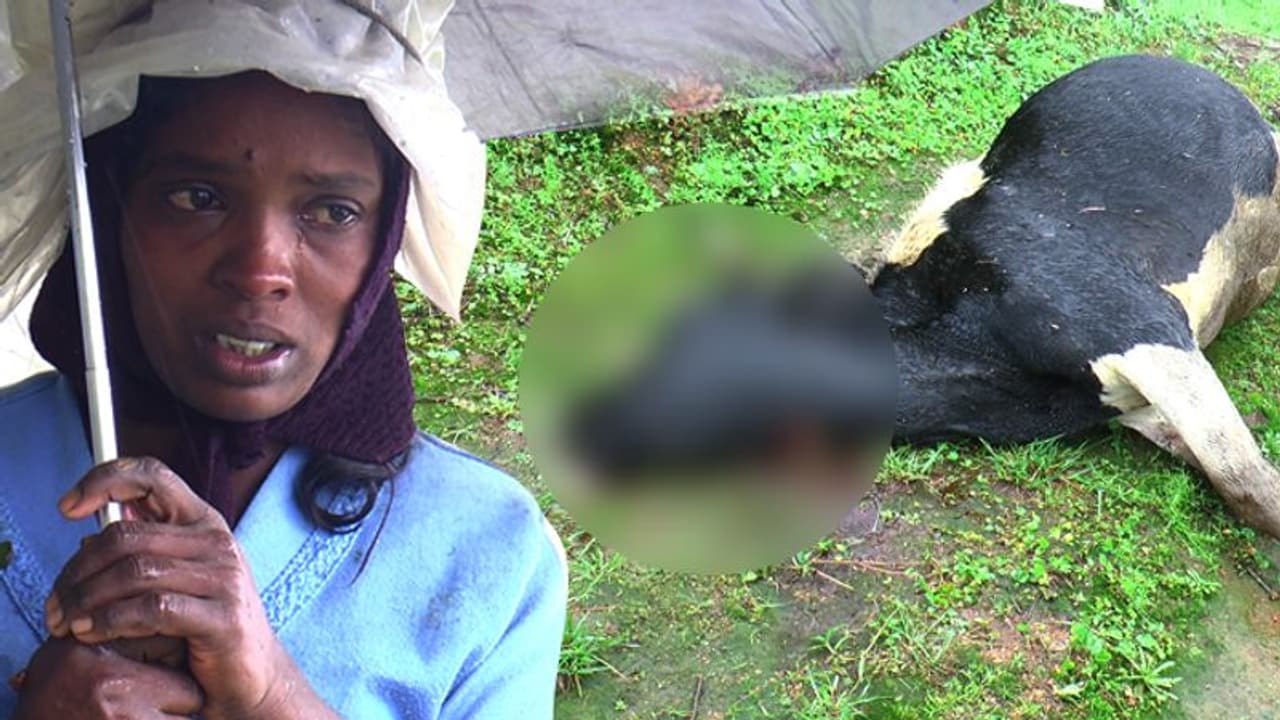 മൂന്നുമാസം ഗര്ഭിണിയായ പശുവിനെ കടുവ കടിച്ച് കൊന്നു; ആശങ്കയോടെ തോട്ടം തൊഴിലാളികള് മൂന്നുമാസം ഗര്ഭിണിയായ പശുവിനെ കടുവ കടിച്ച് കൊന്നു; ആശങ്കയോടെ തോട്ടം തൊഴിലാളികള്