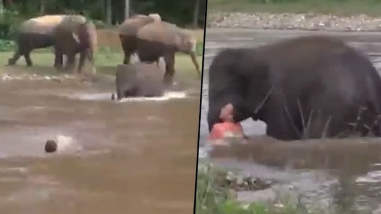 Elephant sprints to rescue a man from drowning; old video won netizens' hearts