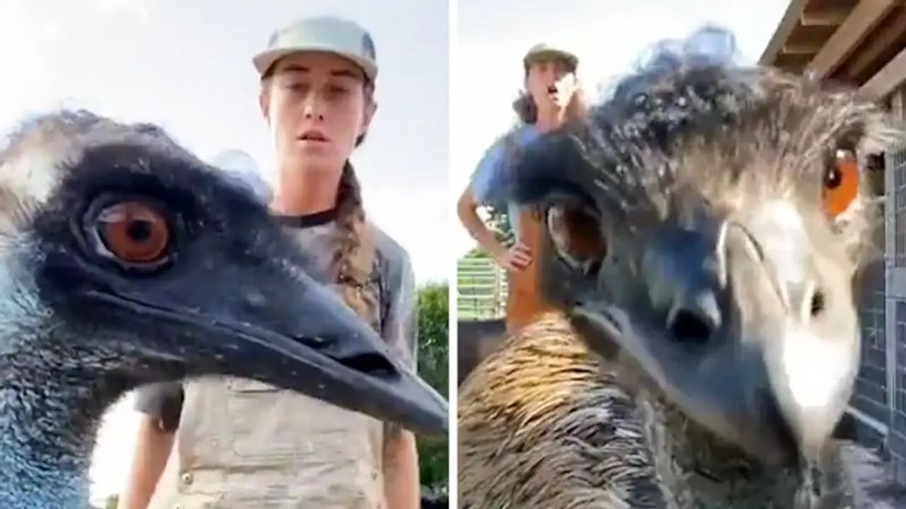 Watch: Emu constantly video bombs owners' TikTok videos; Netizens can't stop laughing