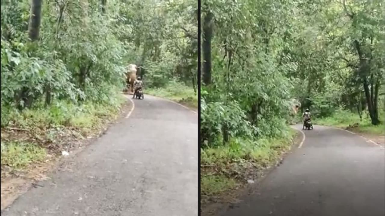 കൊമ്പ് ബൈക്കിൽ തട്ടി, തുമ്പിക്കൈ ദേഹത്തും, ആത്മധൈര്യം തുണച്ച് കാട്ടാനയിൽ നിന്ന് രക്ഷപ്പെട്ട് യുവാവ് കൊമ്പ് ബൈക്കിൽ തട്ടി, തുമ്പിക്കൈ ദേഹത്തും, ആത്മധൈര്യം തുണച്ച് കാട്ടാനയിൽ നിന്ന് രക്ഷപ്പെട്ട് യുവാവ്