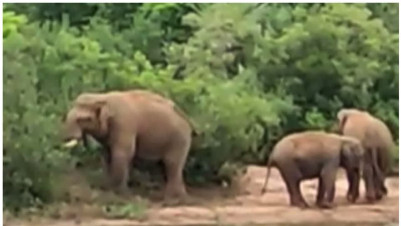 വരന്തരപ്പളളിയിലെ ജനവാസ മേഖലയിൽ കാട്ടാനക്കൂട്ടം, തുരത്താനുള്ള ശ്രമം തുടരുന്നു