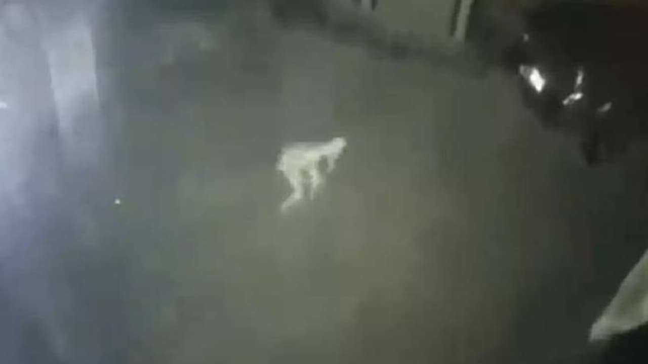 വെളുത്ത രൂപം, കുനിഞ്ഞ് നടപ്പ്, സിസിടിവി ക്യാമറയിൽ പതിഞ്ഞ നിഗൂഢജീവി എന്ത്? വെളുത്ത രൂപം, കുനിഞ്ഞ് നടപ്പ്, സിസിടിവി ക്യാമറയിൽ പതിഞ്ഞ നിഗൂഢജീവി എന്ത്?