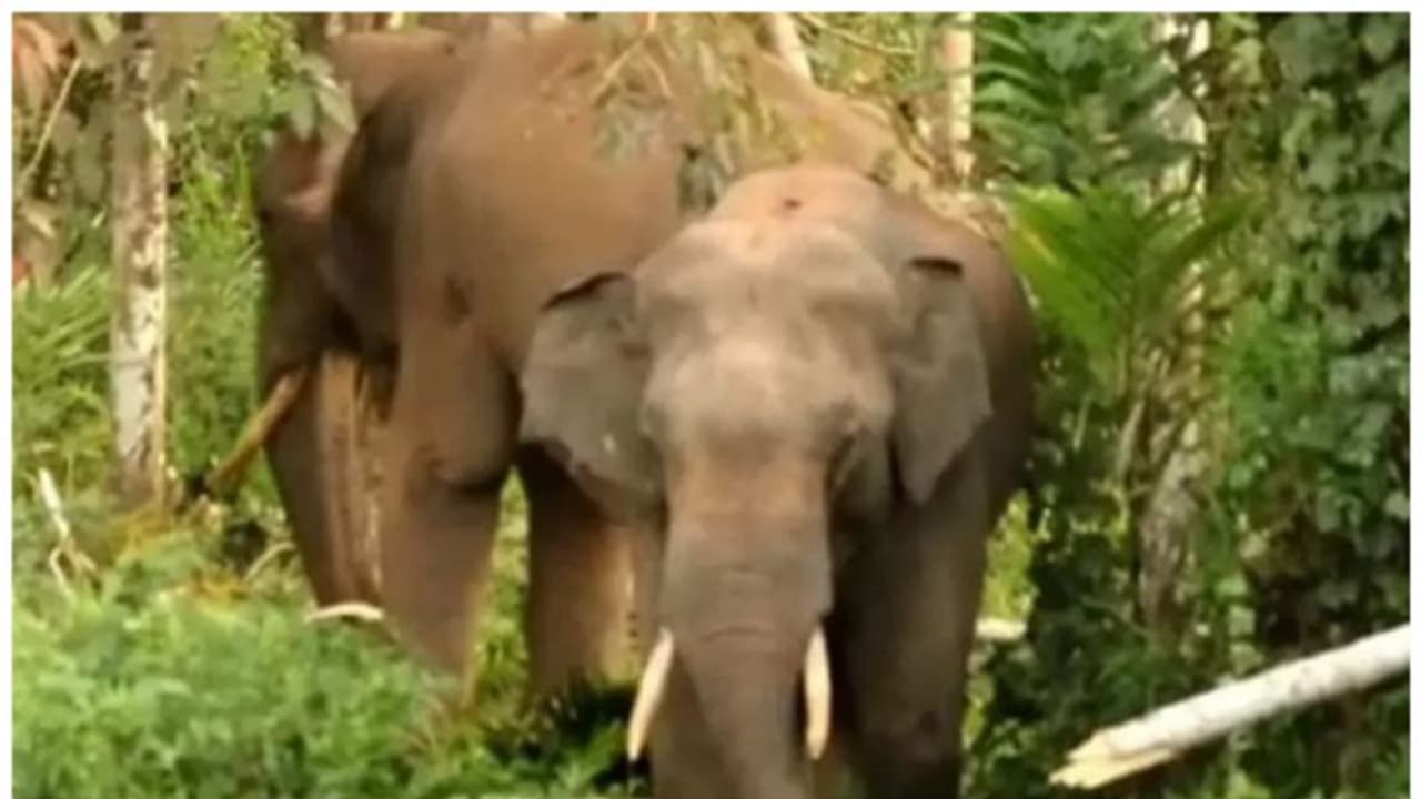 നാട്ടുകാരുടെ സങ്കടത്തിന് ഒടുവിൽ പരിഹാരം; ആറളം ഫാമിൽ ആനപ്രതിരോധ മതിൽ നിർമിക്കാൻ തീരുമാനം നാട്ടുകാരുടെ സങ്കടത്തിന് ഒടുവിൽ പരിഹാരം; ആറളം ഫാമിൽ ആനപ്രതിരോധ മതിൽ നിർമിക്കാൻ തീരുമാനം