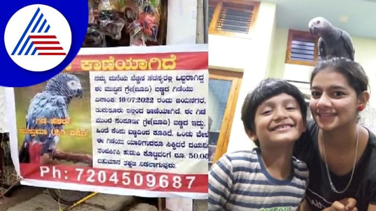 ಗಿಣಿ ಹುಡುಕಿಕೊಟ್ಟವರಿಗೆ 50 ಸಾವಿರ ಬಹುಮಾನ; ಗಿಣಿ ಹುಡುಕಲು ಹೊರಟ ಕುಟುಂಬ! ಗಿಣಿ ಹುಡುಕಿಕೊಟ್ಟವರಿಗೆ 50 ಸಾವಿರ ಬಹುಮಾನ; ಗಿಣಿ ಹುಡುಕಲು ಹೊರಟ ಕುಟುಂಬ!