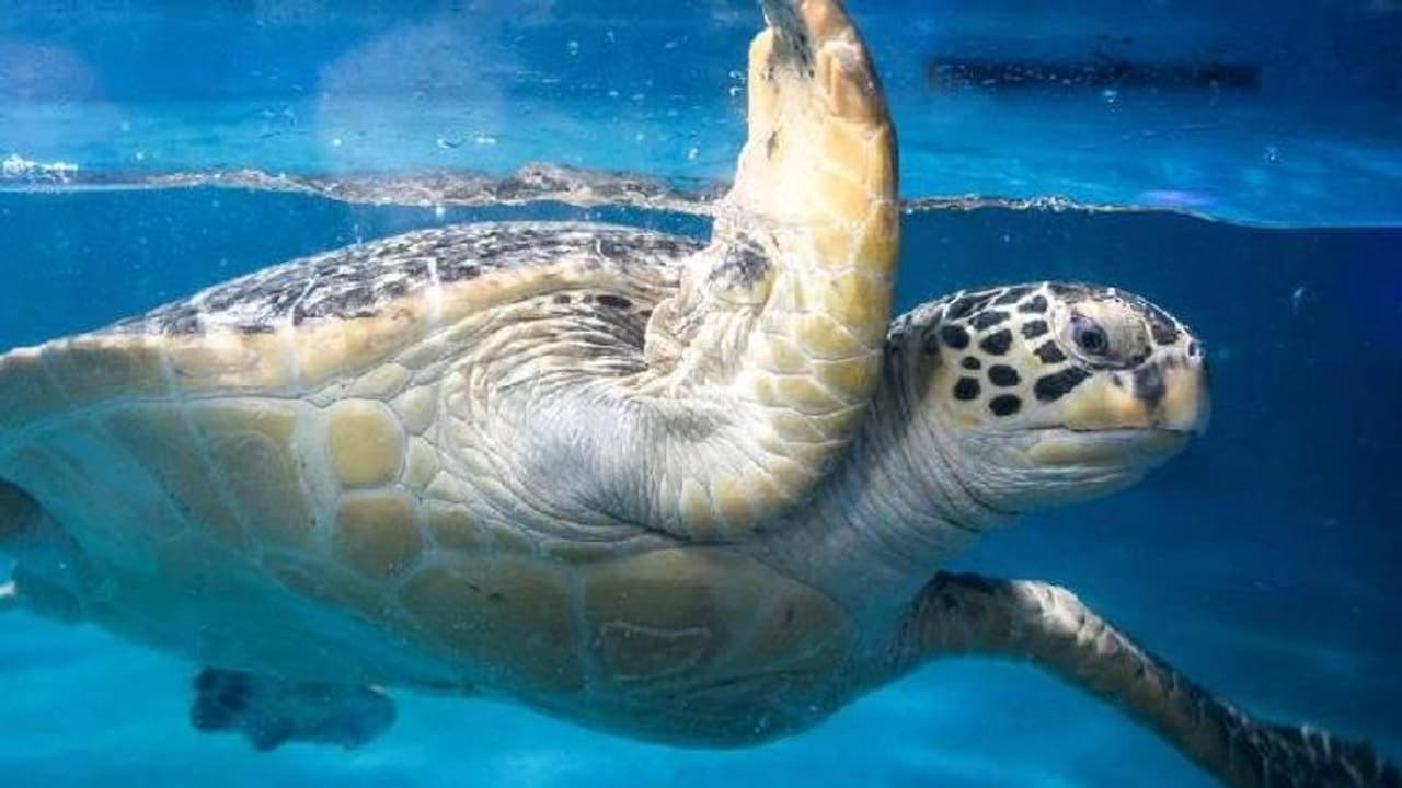 ചത്തുപൊങ്ങിയത് 30 പച്ചക്കടലാമകൾ, മിക്കതിനും കഴുത്തിൽ മുറിവ് ചത്തുപൊങ്ങിയത് 30 പച്ചക്കടലാമകൾ, മിക്കതിനും കഴുത്തിൽ മുറിവ്