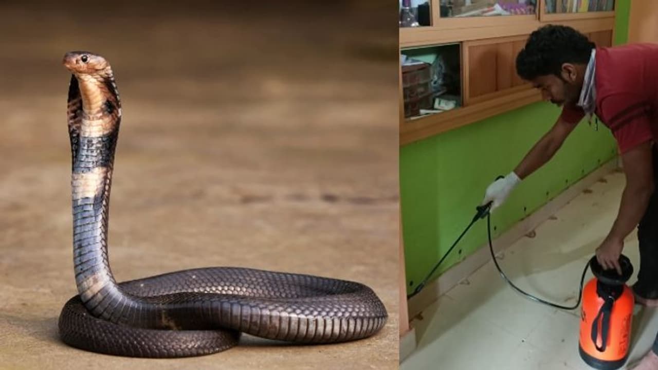 മൂട്ട, ഉറുമ്പ് മുതല്‍ പാമ്പിനെ വരെ തുരത്താൻ സഹായിക്കും; ഇനി ഇവരെ വിളിച്ചാല്‍ മതി