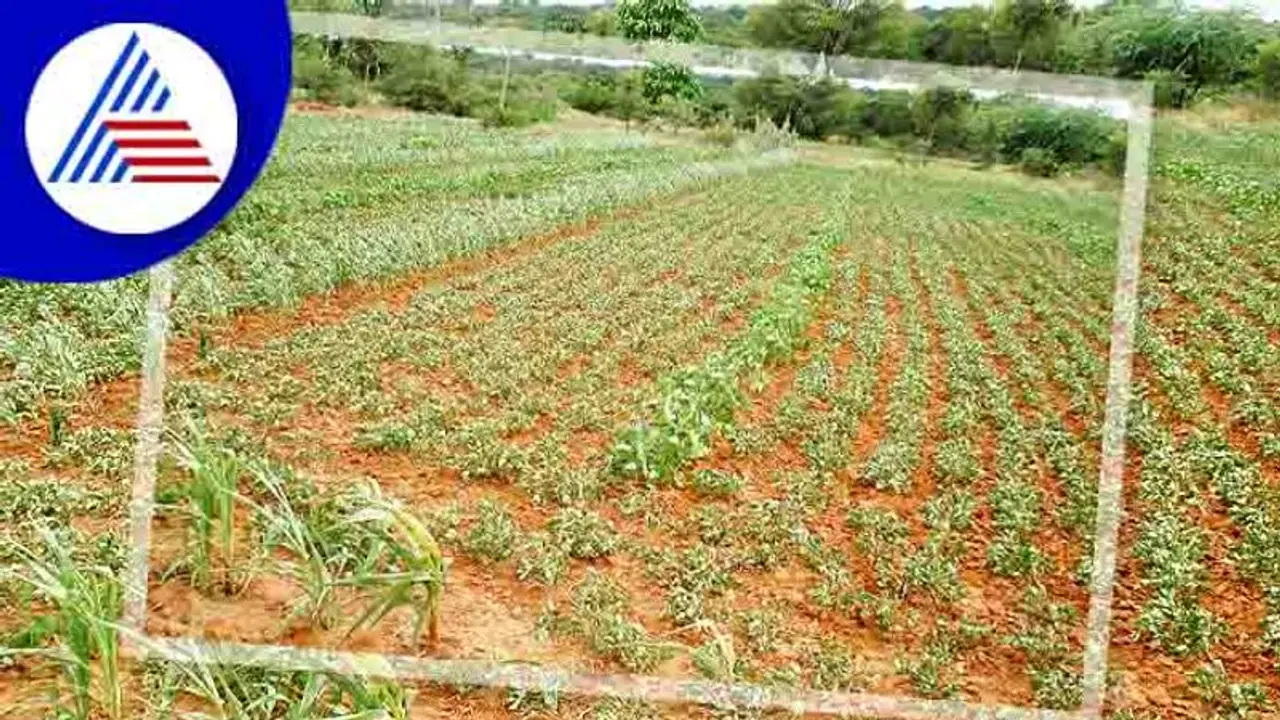 ಜಿಲ್ಲೆಯಲ್ಲಿ ಶೇಂಗಾ ಬಿತ್ತನೆ ಪ್ರಮಾಣ ಭಾರೀ ಕುಸಿತ! ಜಿಲ್ಲೆಯಲ್ಲಿ ಶೇಂಗಾ ಬಿತ್ತನೆ ಪ್ರಮಾಣ ಭಾರೀ ಕುಸಿತ!
