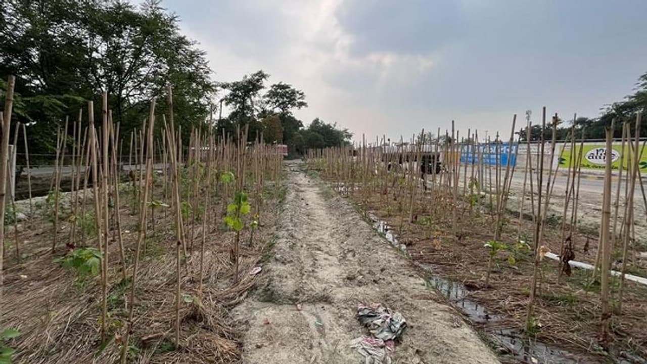 अयोध्या में प्रवेश करते ही नजर आएंगे रामायण काल के कलरफुल प्लांट, बंदर और तितलियों के लिए भी बनेगा आशियाना