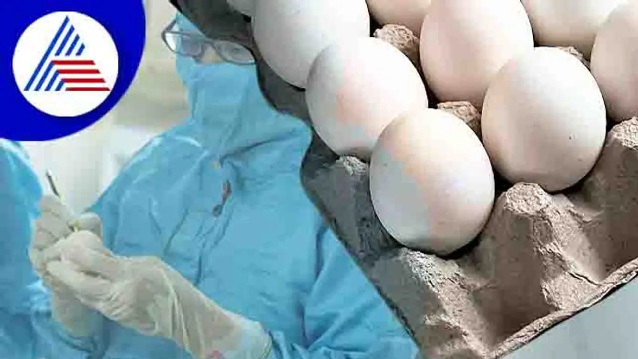  ಕೋವಿಡ್‌ 19 ಚಿಕಿತ್ಸೆಗೆ ಇನ್ಮುಂದೆ ಕೋಳಿ ಮೊಟ್ಟೆ ಬಳಸ್ಬೋದು!
