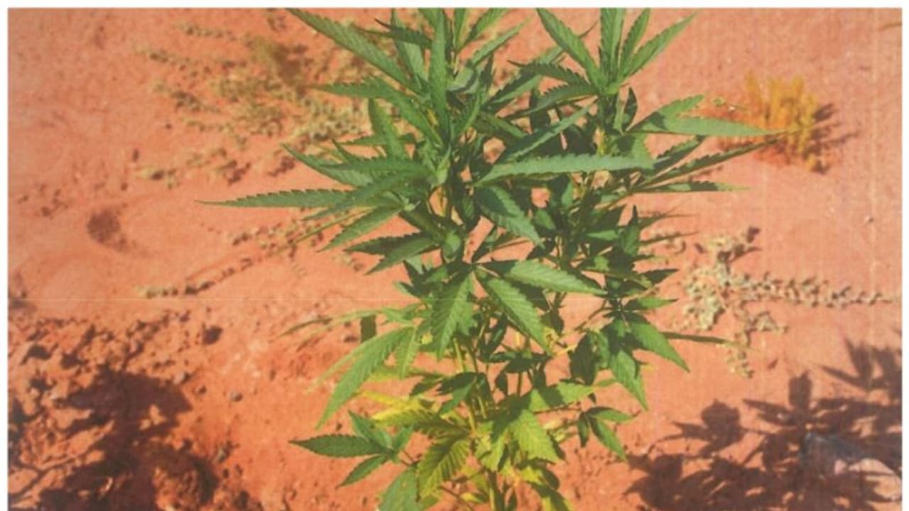 യുഎഇയിലെ ജോലി സ്ഥലത്ത് കഞ്ചാവ് കൃഷി; രണ്ട് പ്രവാസികള് അറസ്റ്റില് യുഎഇയിലെ ജോലി സ്ഥലത്ത് കഞ്ചാവ് കൃഷി; രണ്ട് പ്രവാസികള് അറസ്റ്റില്