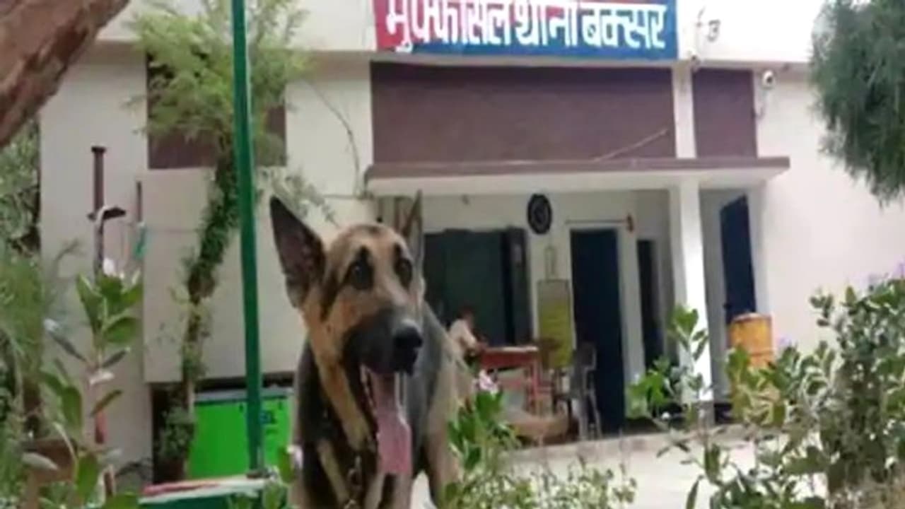 बिहार का अनोखा मामलाः प्रदेश की शराबबंदी कानून का शिकार हुआ विदेशी कुत्ता, मालिक ने भी नहीं दिया साथ बिहार का अनोखा मामलाः प्रदेश की शराबबंदी कानून का शिकार हुआ विदेशी कुत्ता, मालिक ने भी नहीं दिया साथ