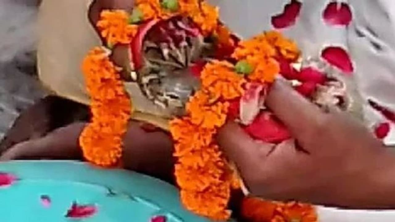 बारिश के लिए अजब गजब टोटका, गोरखपुर में कराई मेढ़कों की शादी बारिश के लिए अजब गजब टोटका, गोरखपुर में कराई मेढ़कों की शादी