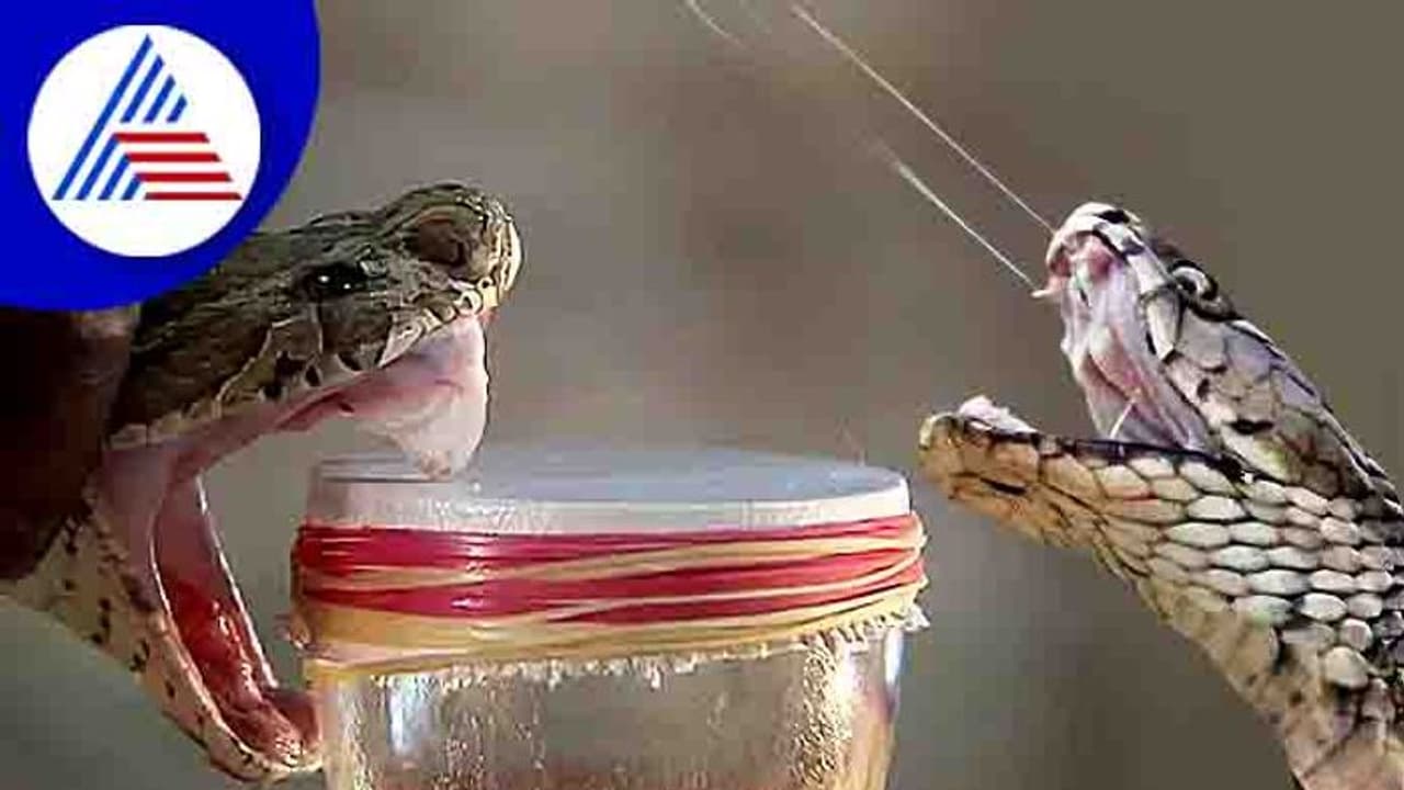 நாட்டிலேயே முதல் முறையாக விஷம் குறித்து படிப்பதற்கு கோவையில் புதிய படிப்பு அறிமுகம் நாட்டிலேயே முதல் முறையாக விஷம் குறித்து படிப்பதற்கு கோவையில் புதிய படிப்பு அறிமுகம்