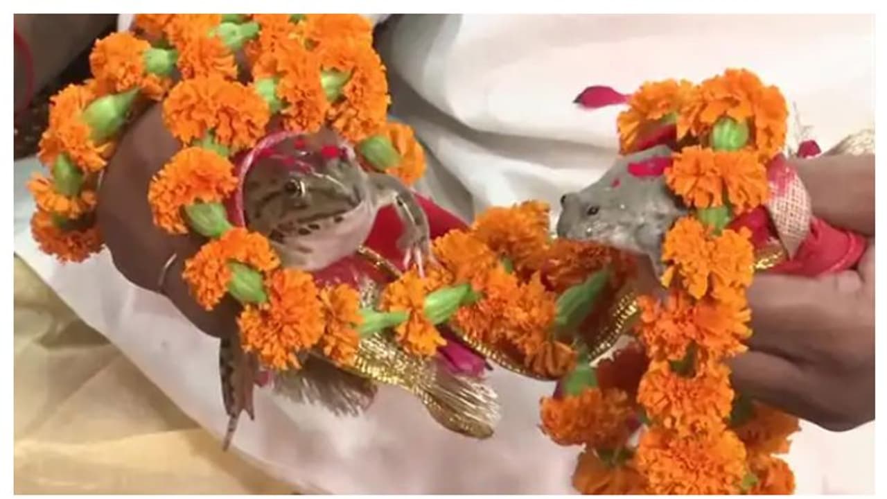 സമയമായിട്ടും പെയ്യുന്നില്ല; യുപിയിൽ മഴ പെയ്യാനായി തവളക്കല്ല്യാണം