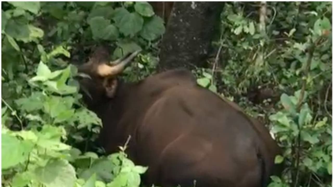 കാട്ടുപോത്തിന്‍റെ ആക്രമണത്തിൽ വീട്ടമ്മയ്ക്ക് പരുക്കേറ്റു