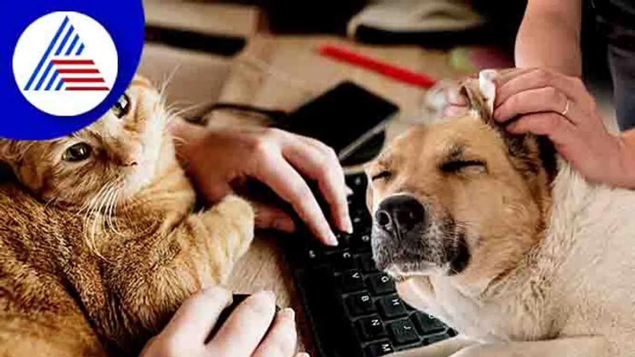 ವರ್ಕ್ ಫ್ರಂ ಹೋಮ್ ಜೊತೆ ಸಾಕು ಪ್ರಾಣಿ ಆರೈಕೆ ಹೀಗಿರಲಿ