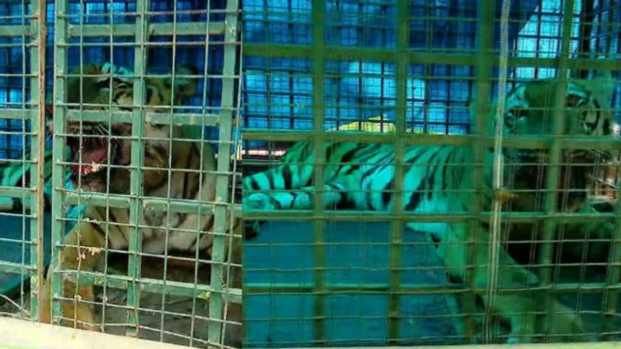 ബത്തേരിയിൽ ആശ്വാസം, നാട്ടുകാരുടെ ഉറക്കം കെടുത്തിയ കടുവ ഒടുവിൽ കുടുങ്ങി ബത്തേരിയിൽ ആശ്വാസം, നാട്ടുകാരുടെ ഉറക്കം കെടുത്തിയ കടുവ ഒടുവിൽ കുടുങ്ങി