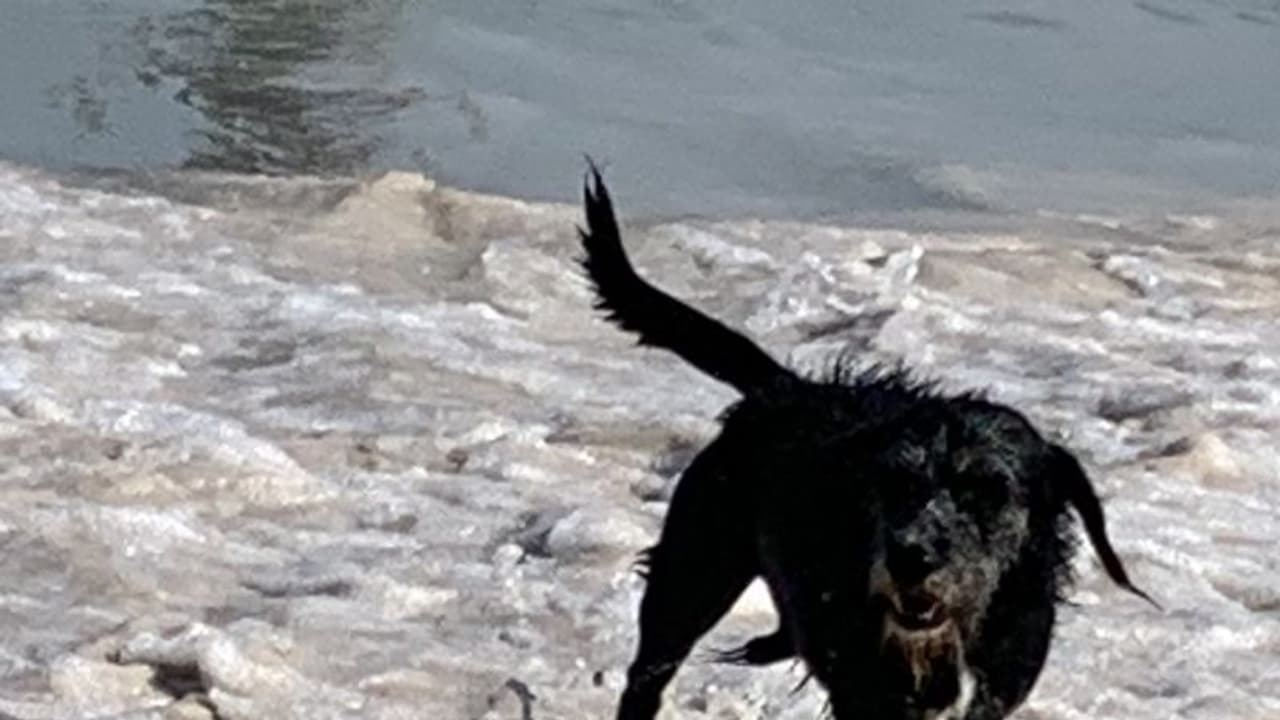 कुत्ते ने बेटे को काटा तो गुस्साए पिता ने 29 कुत्तों को मार दी गोली, यूजर्स ने कहा कितना बर्बर कृत्य है...