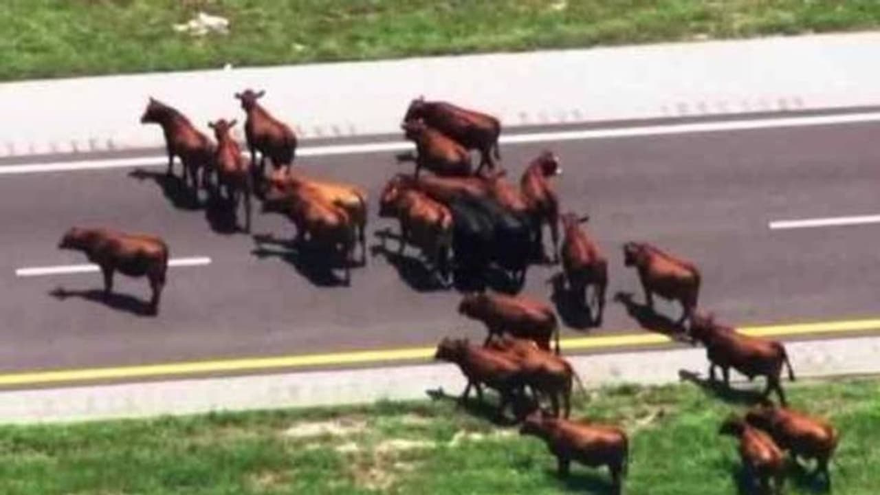 റോഡിൽ നിറയെ പശുക്കൾ, ​ഗതാ​ഗതം തടസപ്പെട്ടത് മൂന്ന് മണിക്കൂർ!