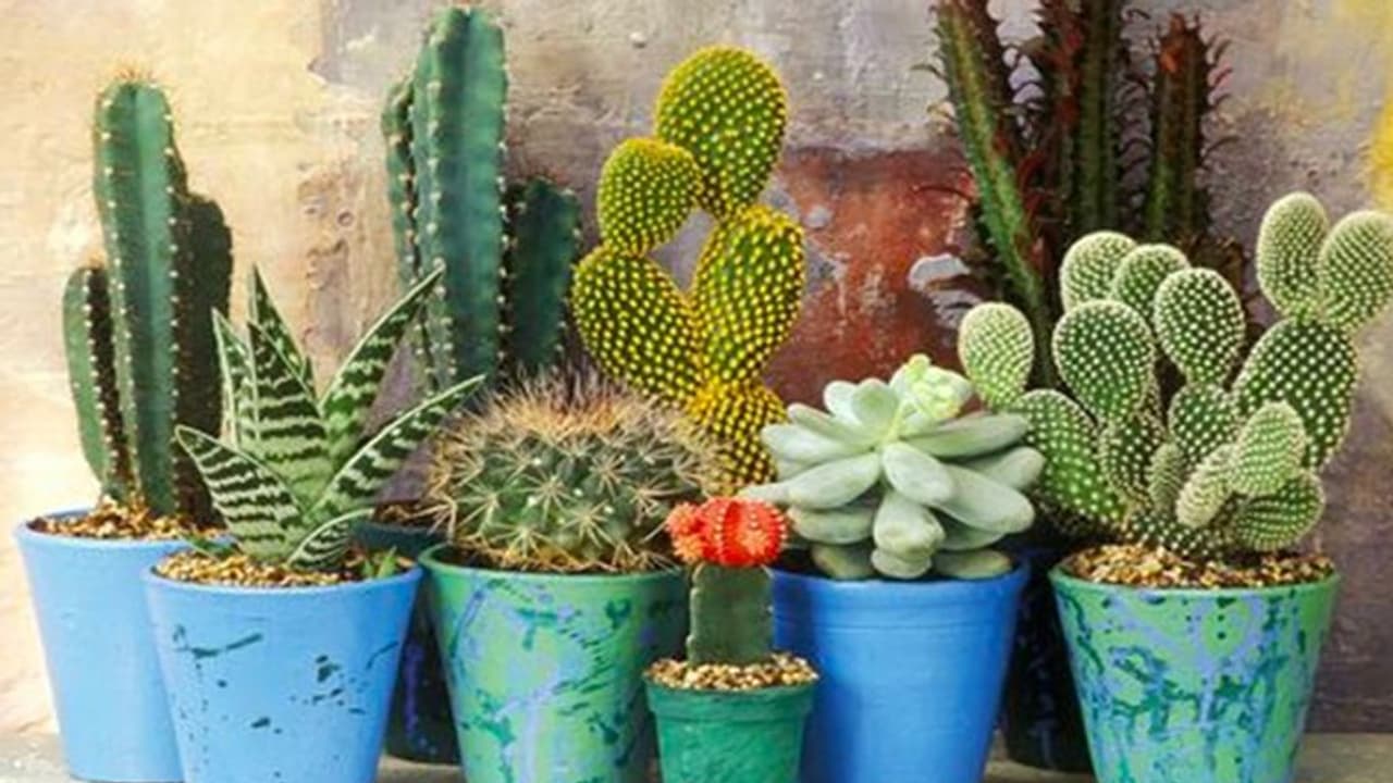 Vastu Tips: घर में भूलकर भी न लगाएं इस तरह के पौधे, नहीं तो हंसता खेलता परिवार हो सकता है बर्बाद Vastu Tips: घर में भूलकर भी न लगाएं इस तरह के पौधे, नहीं तो हंसता खेलता परिवार हो सकता है बर्बाद