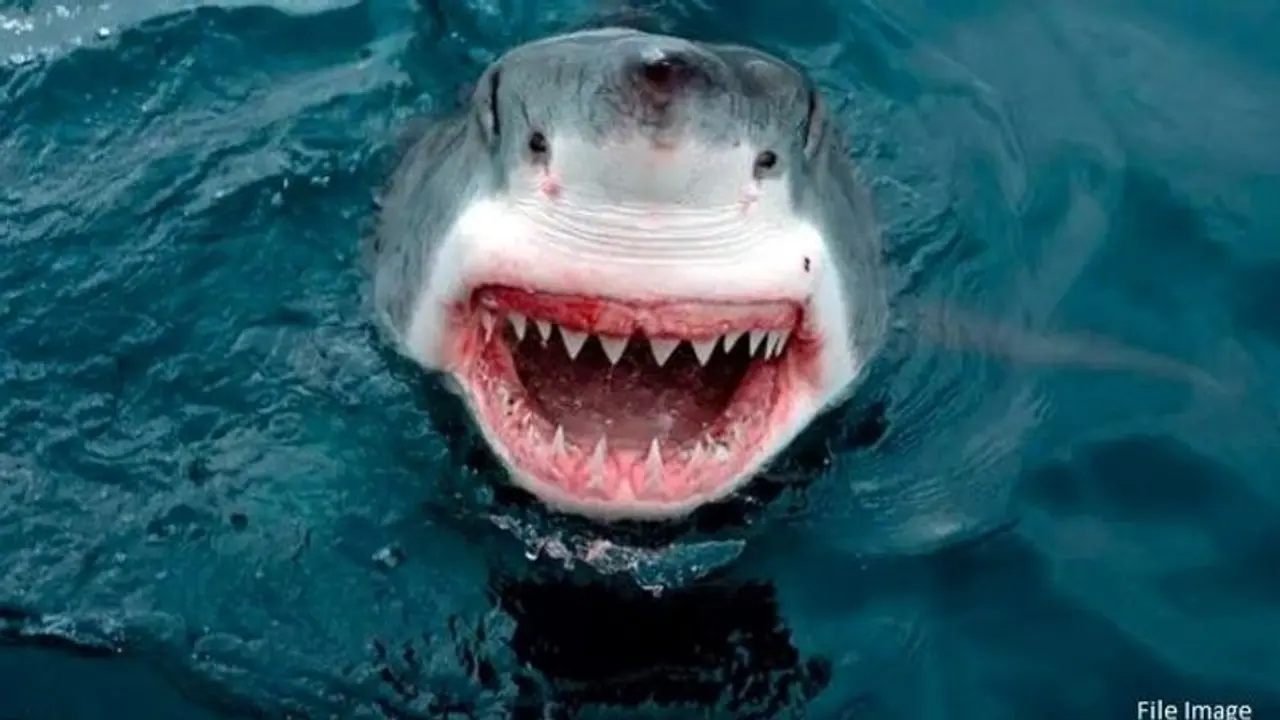 युवक ने समुद्र में शार्क को दिया CPR.. भयानक जीव ने उठने के बाद जो किया, वह किसी ने सोचा नहीं था 