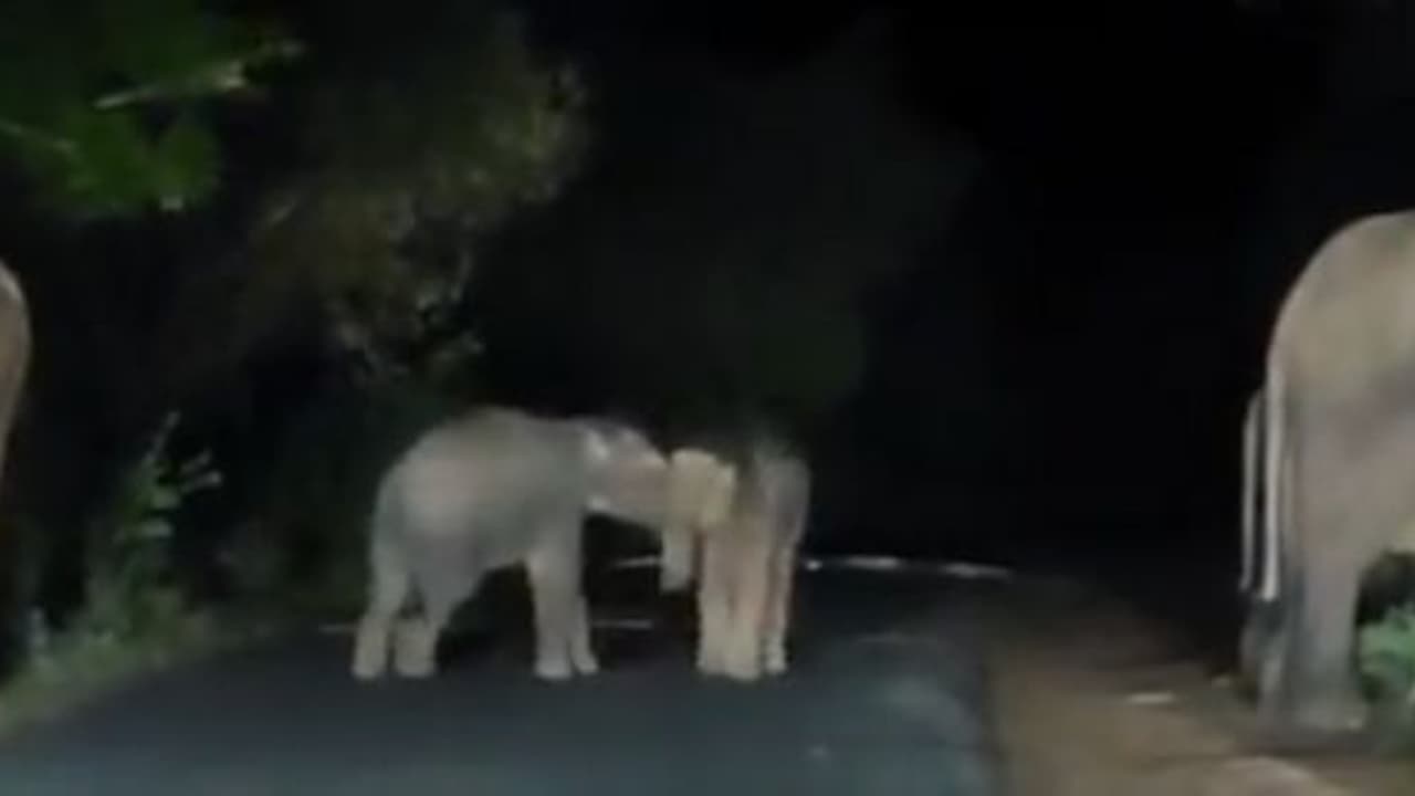 ರಸ್ತೆ ಮಧ್ಯೆಯೇ ಆಟವಾಡಿದ ಆನೆ ಮರಿಗಳು: ಐಎಎಸ್ ಅಧಿಕಾರಿ ಶೇರ್ ಮಾಡಿದ ಈ ವಿಡಿಯೋ ಸಖತ್ ವೈರಲ್..! ರಸ್ತೆ ಮಧ್ಯೆಯೇ ಆಟವಾಡಿದ ಆನೆ ಮರಿಗಳು: ಐಎಎಸ್ ಅಧಿಕಾರಿ ಶೇರ್ ಮಾಡಿದ ಈ ವಿಡಿಯೋ ಸಖತ್ ವೈರಲ್..!