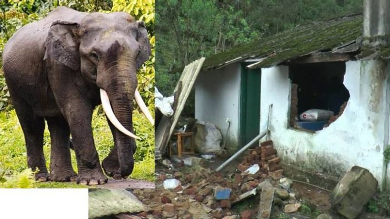 കാട്ടാനയുടെ ആക്രമണത്തില് നടുങ്ങി വിറച്ച് ദമ്പതികള്, വീട് തകര്ത്തു, സ്കൂളിൽ അഭയം തേടി കാട്ടാനയുടെ ആക്രമണത്തില് നടുങ്ങി വിറച്ച് ദമ്പതികള്, വീട് തകര്ത്തു, സ്കൂളിൽ അഭയം തേടി