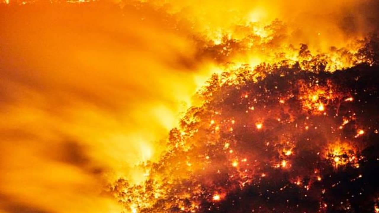 തെളിവ് നശിപ്പിക്കാൻ തീയിട്ടു, കത്തിനശിച്ചത് ഏക്കർ കണക്കിന് കാട്, കോടികളുടെ നഷ്ടം